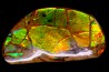 AMMOLITE - crétacé supérieur - Alberta, CANADA