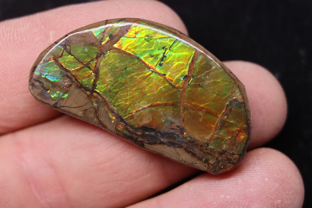 AMMOLITE : upper cretaceous - Alberta - CANADA