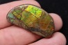 AMMOLITE - crétacé supérieur - Alberta, CANADA