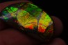 AMMOLITE - crétacé supérieur - Alberta, CANADA