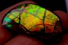 AMMOLITE : upper cretaceous - Alberta - CANADA
