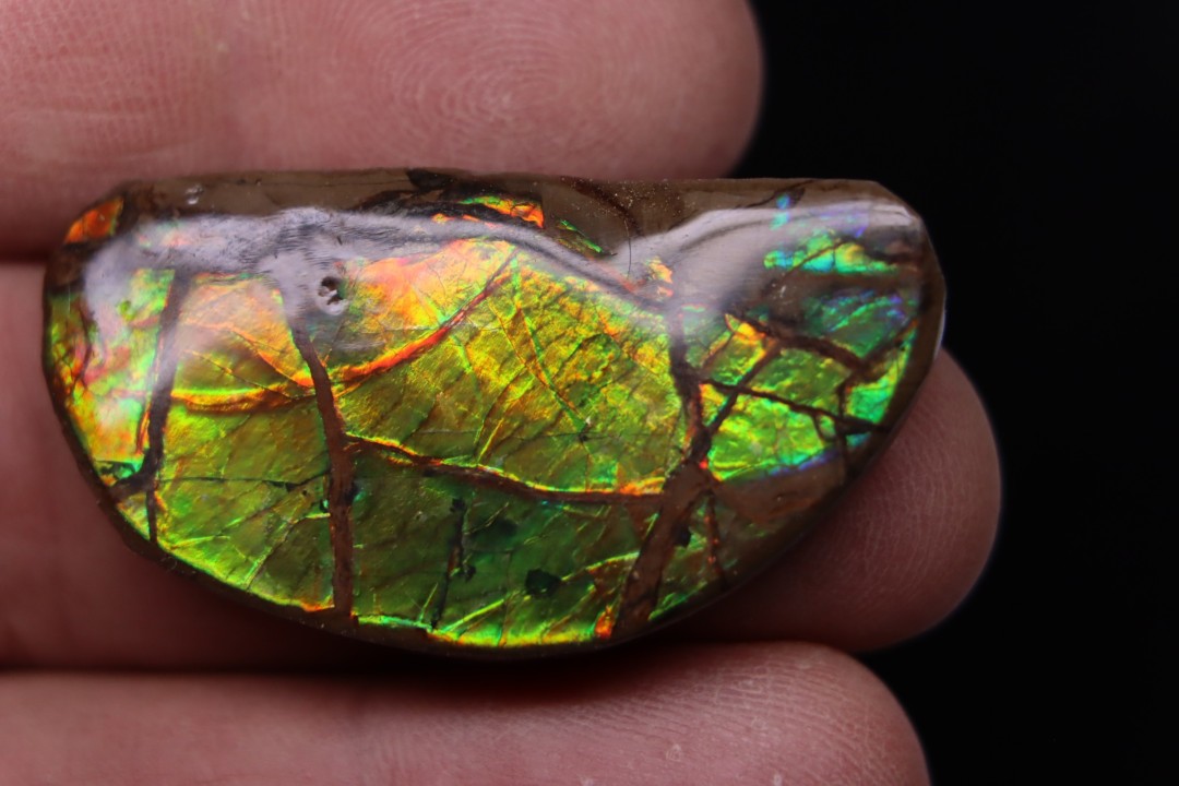 AMMOLITE : upper cretaceous - Alberta - CANADA