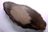 Fougère : Psaronius (Calamites) - Stephanian (carbonifere) Mine BARRAT, Montceaux les Mines (71) FRANCE