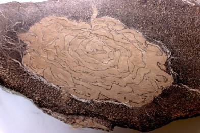 Fougère : Psaronius (Calamites) - Stephanian (carbonifere) Mine BARRAT, Montceaux les Mines (71) FRANCE