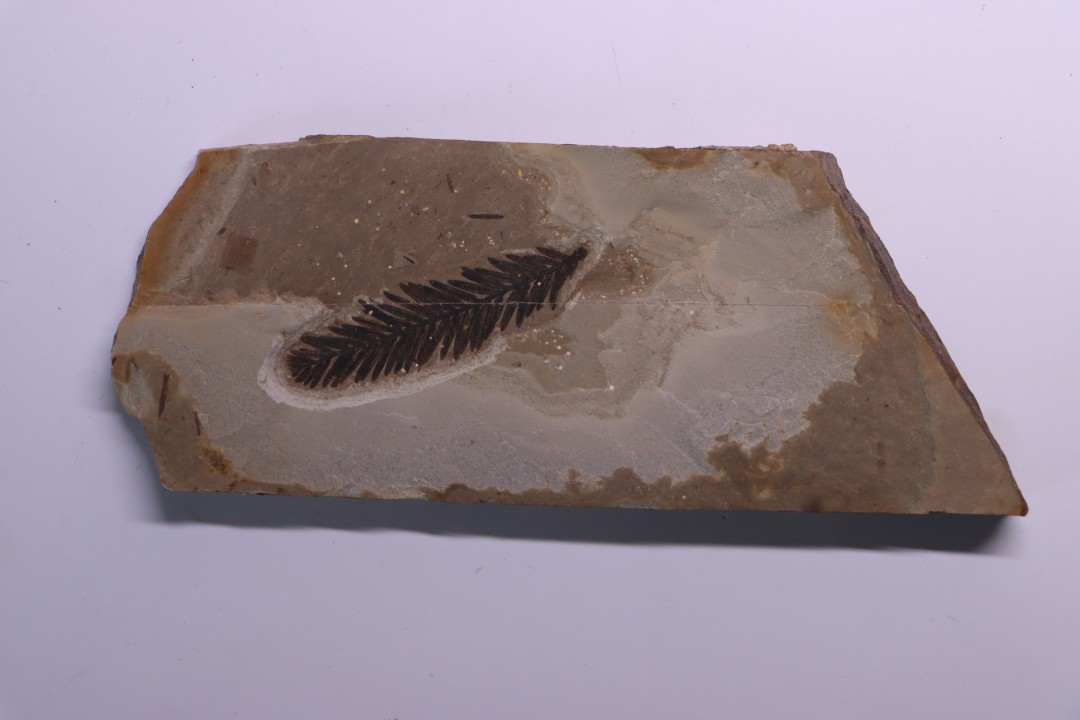Metasequoia - Eocene - British Colombia - Canada