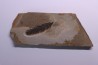 Metasequoia - Eocene - Colombie-Britanique - Canada
