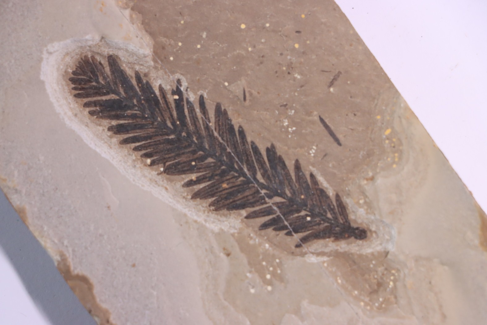 Metasequoia - Eocene - British Colombia - Canada