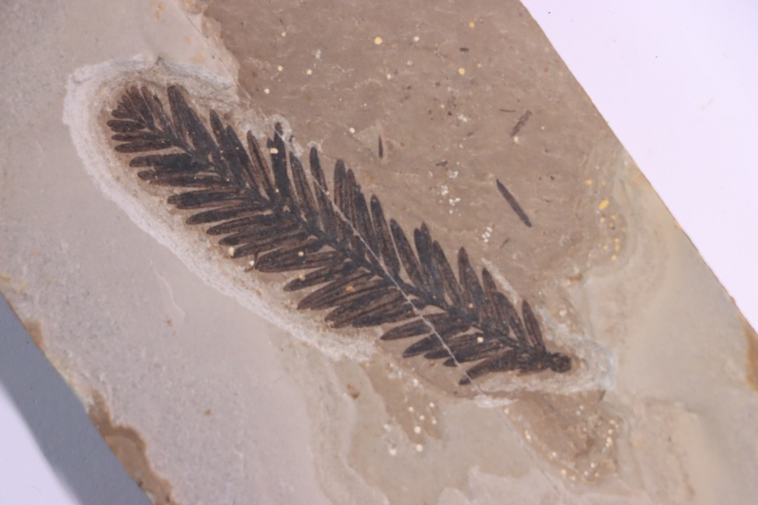 Metasequoia - Eocene - Colombie-Britanique - Canada