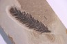 Metasequoia - Eocene - Colombie-Britanique - Canada