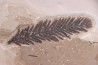 Metasequoia - Eocene - Colombie-Britanique - Canada