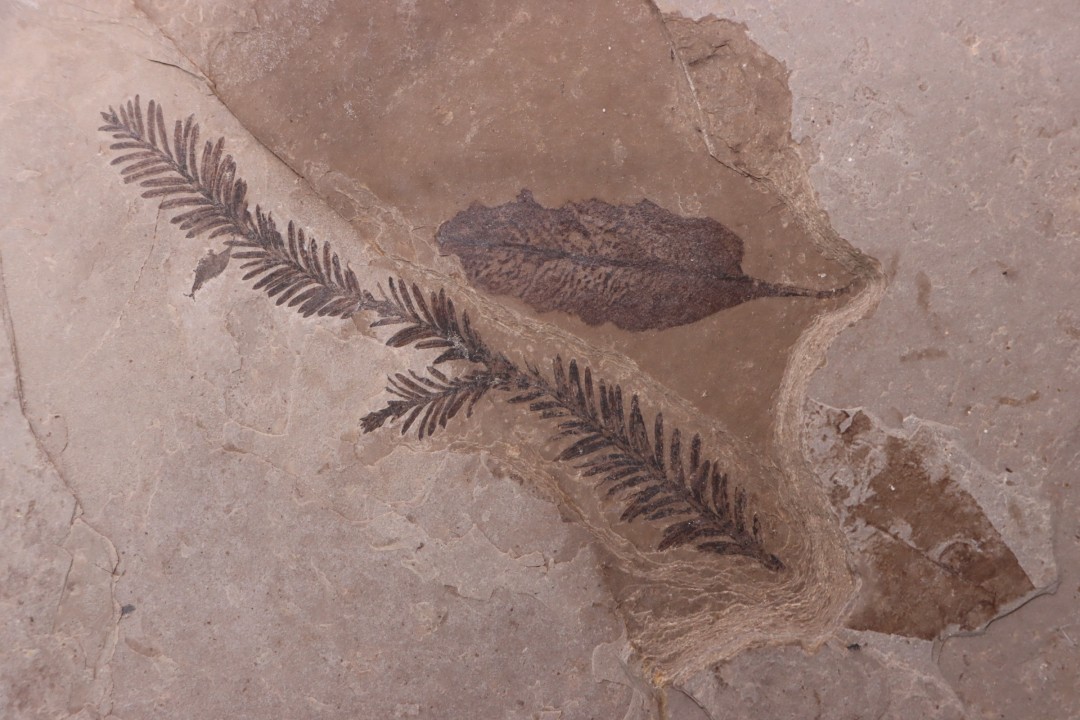 Metasequoia - Eocene - Colombie-Britanique - Canada