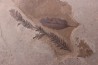 Metasequoia - Eocene - British Colombia - Canada