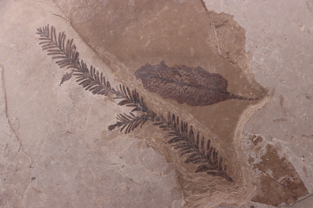 Metasequoia - Eocene - Colombie-Britanique - Canada