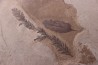 Metasequoia - Eocene - British Colombia - Canada