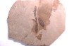 Metasequoia - Eocene - Colombie-Britanique - Canada