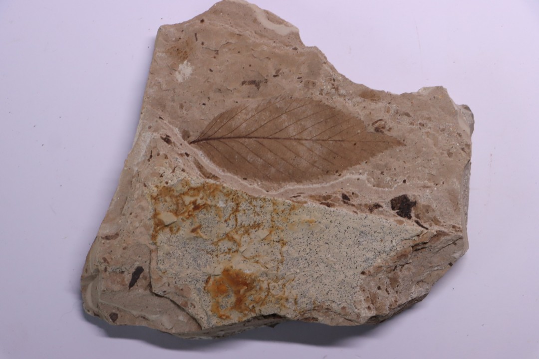 Betula leopoldae - Eocene - British Colombia - Canada