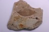 Betula leopoldae - Eocene - British Colombia - Canada
