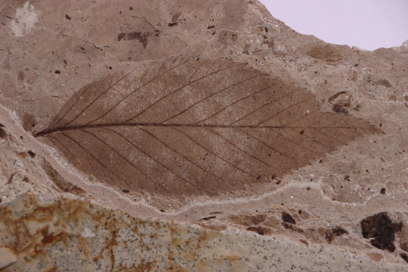 Betula leopoldae - Eocene - British Colombia - Canada