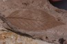 Betula leopoldae - Eocene - British Colombia - Canada