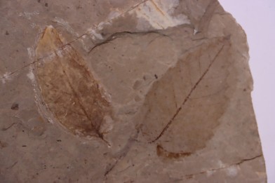 Ulmus okanaganensis  - Eocene - British Colombia - Canada