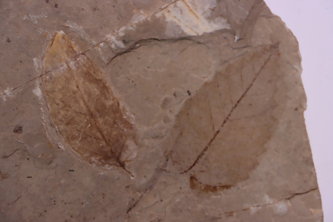 Ulmus okanaganensis  - Eocene - British Colombia - Canada
