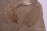 Ulmus okanaganensis - Eocene - Colombie-Britanique - Canada