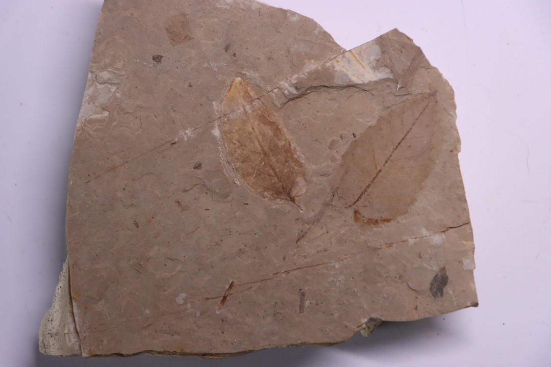 Ulmus okanaganensis  - Eocene - British Colombia - Canada