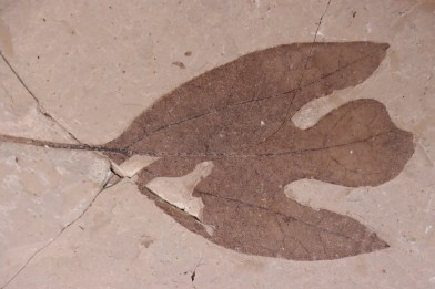 Sassafras hesperia  - Eocene - Colombie-Britanique - Canada