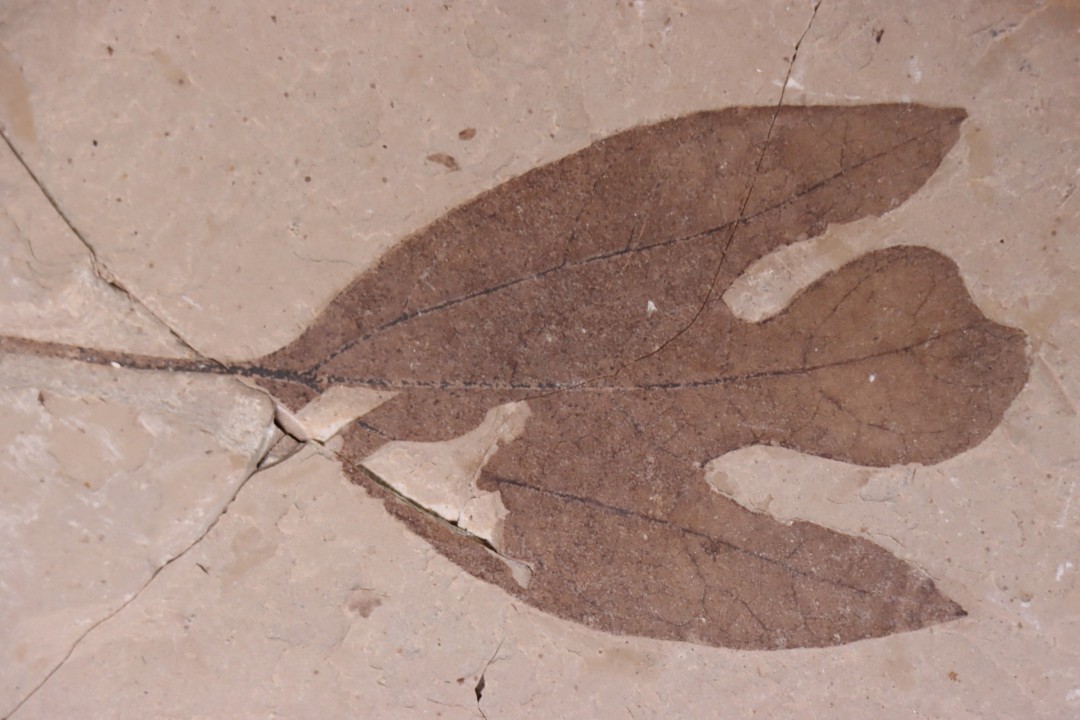 Sassafras hesperia   - Eocene - British Colombia - Canada