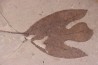 Sassafras hesperia  - Eocene - Colombie-Britanique - Canada