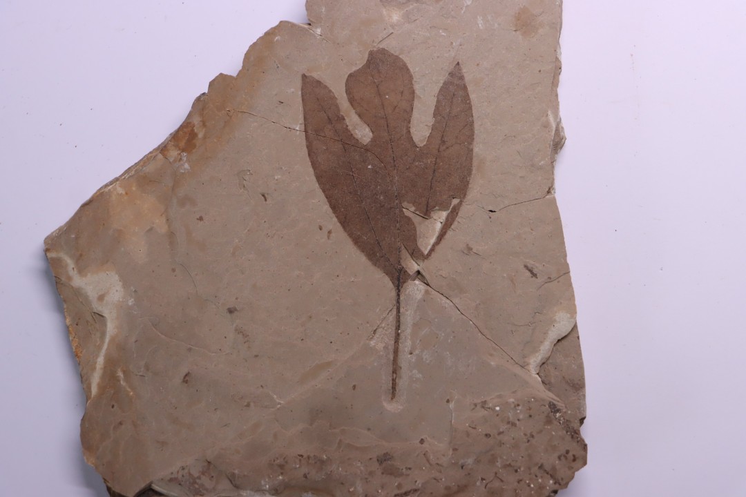 Sassafras hesperia  - Eocene - Colombie-Britanique - Canada