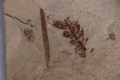 Cycadopteris Jurensis - kimmeridgian - FRANCE
