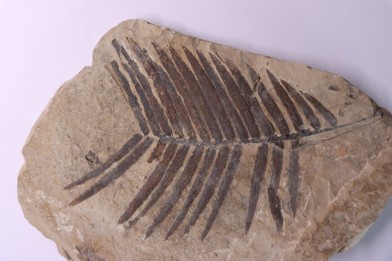 zamites feneonis - kimmeridgian - Orbagnoux, FRANCE