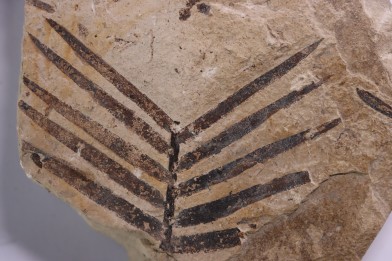 zamites feneonis - kimmeridgian - Orbagnoux, FRANCE