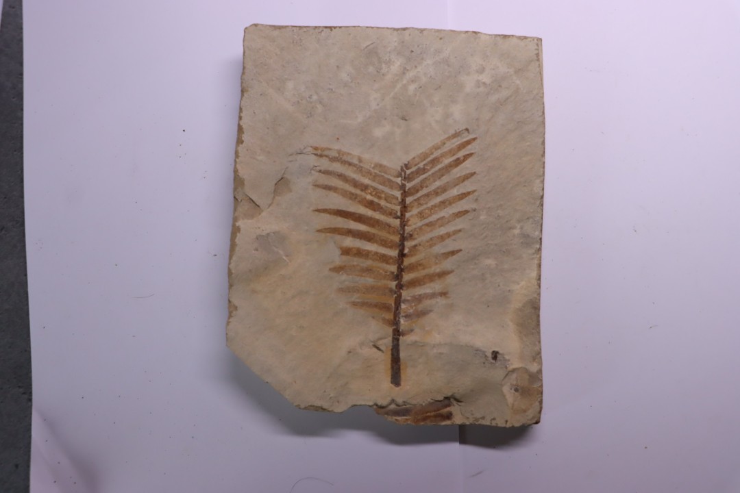 zamites feneonis - kimmeridgian - Orbagnoux, FRANCE