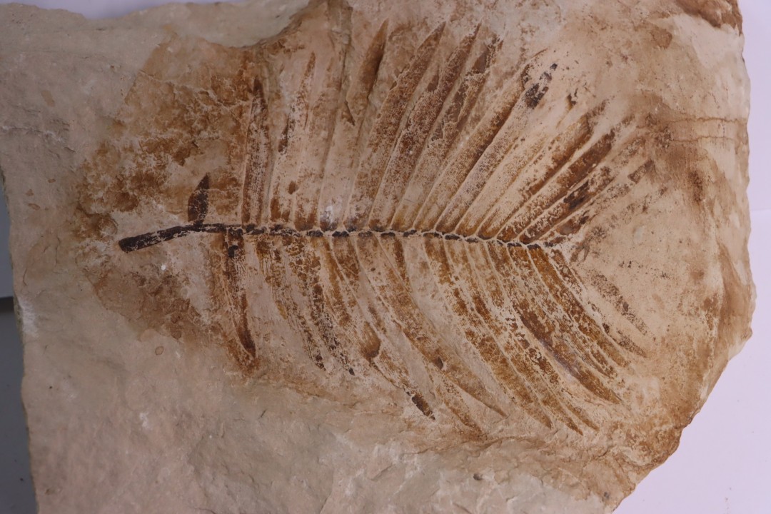 zamites feneonis - kimmeridgian - Orbagnoux, FRANCE