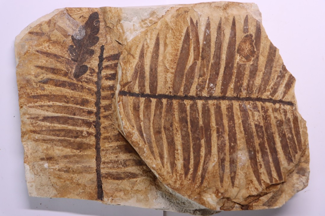 zamites feneonis - kimmeridgien  Orbagnoux - FRANCE