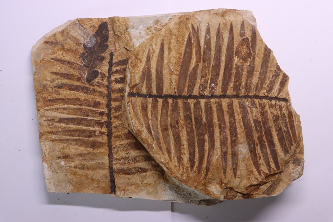 zamites feneonis - kimmeridgian - Orbagnoux, FRANCE
