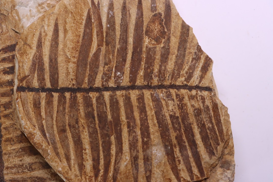 zamites feneonis - kimmeridgian - Orbagnoux, FRANCE