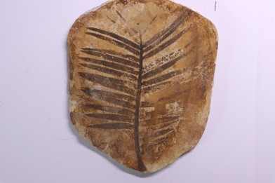 zamites feneonis - kimmeridgian - Orbagnoux, FRANCE