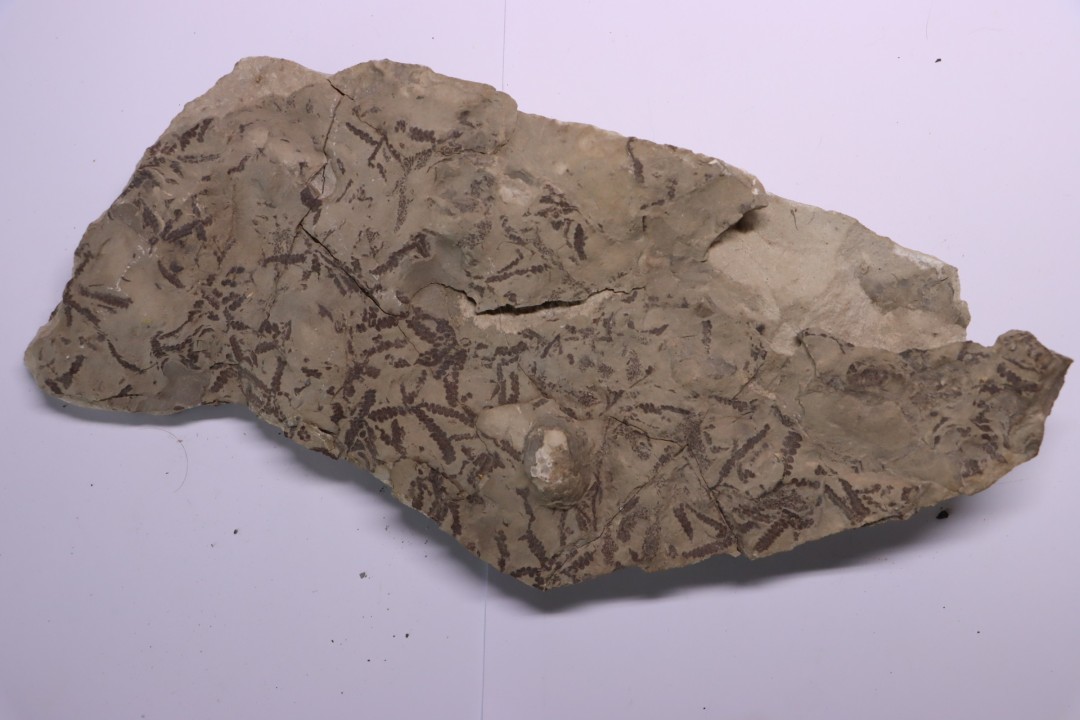 alguas: Leveillites hartnageli (Foerste 1923) Lower Silurian  Kalana Quarry, Estonia
