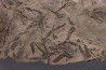 alguas: Leveillites hartnageli (Foerste 1923) Lower Silurian Kalana Quarry, Estonia