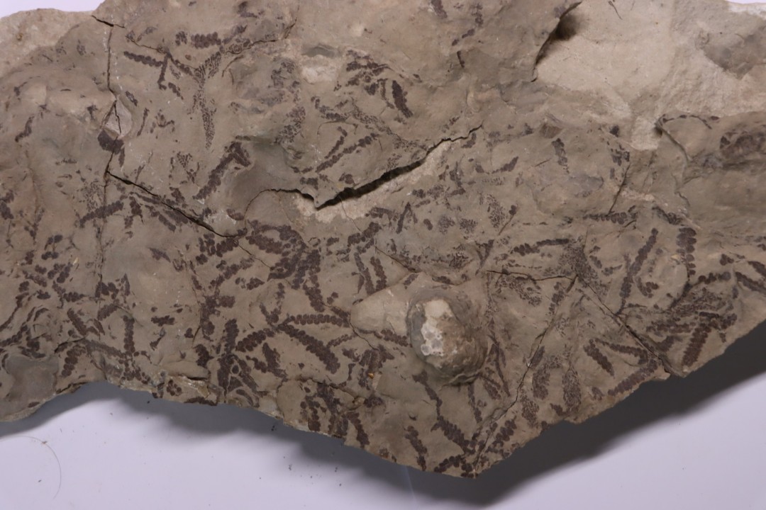 alguas: Leveillites hartnageli (Foerste 1923) Lower Silurian  Kalana Quarry, Estonia