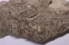 alguas: Leveillites hartnageli (Foerste 1923) Lower Silurian Kalana Quarry, Estonia