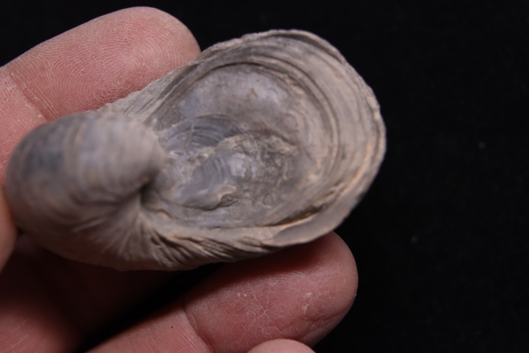 Gryphaea arcuata  sinémurien  région de Nancy, FRANCE