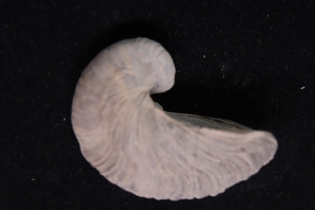 Gryphaea arcuata  sinémurien  région de Nancy, FRANCE