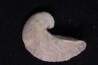 Gryphaea arcuata sinémurien région de Nancy, FRANCE