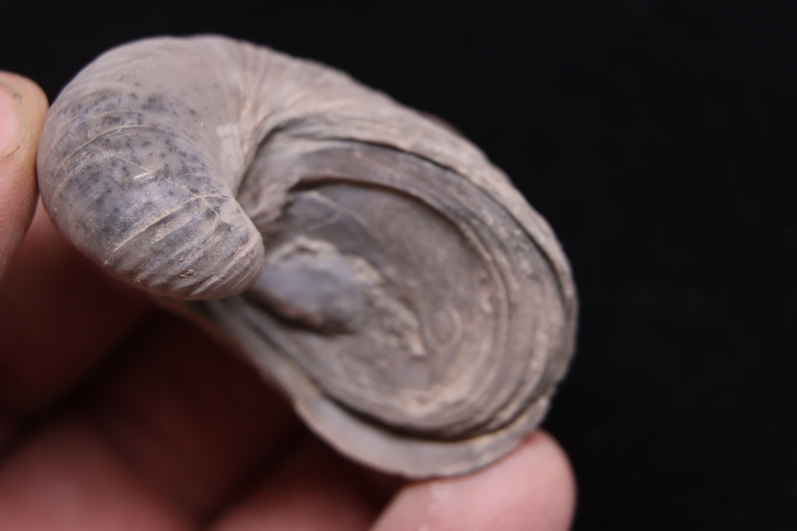 Gryphaea arcuata sinémurien région de Nancy, FRANCE