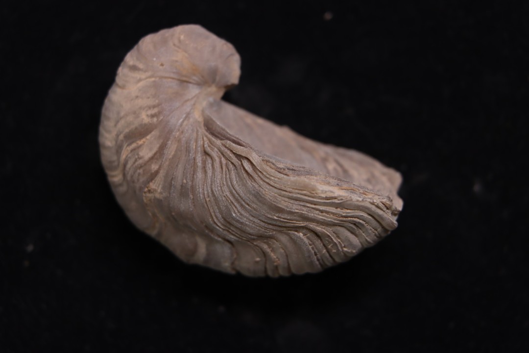 Gryphaea arcuata  sinémurien  région de Nancy, FRANCE