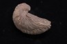 Gryphaea arcuata sinémurien région de Nancy, FRANCE